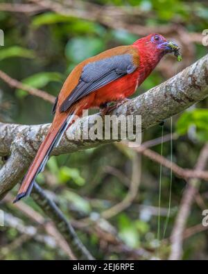 Roter Trogon Harpactes erythrocephalus männlich essen grüne Raupe Stockfoto