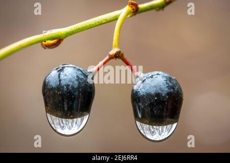 Makro von einem Paar Beeren eines Roundleaf Greenbrier (Smilax rotundifolia), mit regen Tröpfchen hängen.. Stockfoto