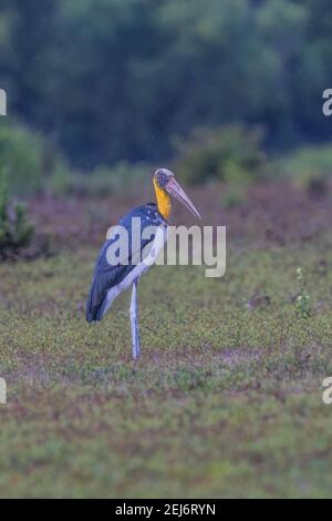 Kleiner Adjutant Leptoptilos javanicus leichter Nieselregen Stockfoto