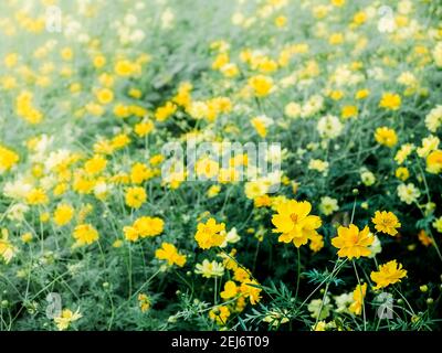 Blühende gelbe Blume Garten Hintergrund. Frühling floralen Hintergrund mit schönen kleinen gelben Blumen. Stockfoto