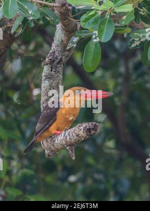 Braunflügelvogel Pelargopsis amauroptera auf einem Ast Stockfoto