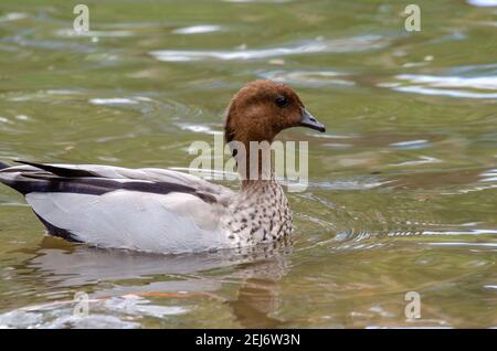 Männliche australische Holzente, (Chenonetta jubata) Stockfoto