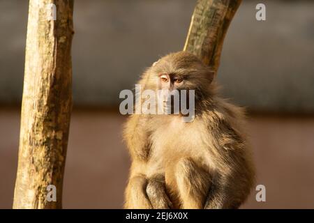 Hamadryas Pavian (Papio hamadryas) Weibliche Hamadryas Pavian beobachten in der Morgensonne Stockfoto