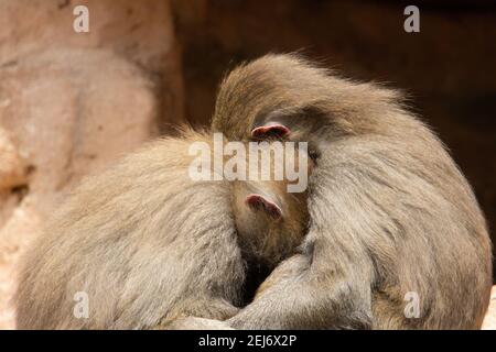 Hamadryas Pavian (Papio hamadryas) Zwei weibliche Hamadryas Pavian schlafen auf den Felsen mit einem Natürlicher brauner Hintergrund Stockfoto