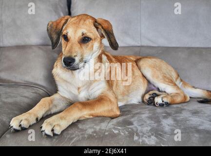 Niedlicher rothaariger Hund mit hängenden Ohren sitzt auf der Couch. Stockfoto