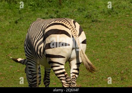 Hartmann-Bergzebra (Equus zebra hartmannae) Ein erwachsenes Hartmann-Bergzebra grast von hinten auf Gras Stockfoto