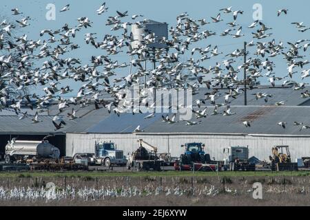 Beflockende Schneegänse (Anser caerulescens) fliegen über einen Bauernhof und Traktoren. Die Vögel koexistieren mit der menschlichen Entwicklung auf Ackerland. Stockfoto