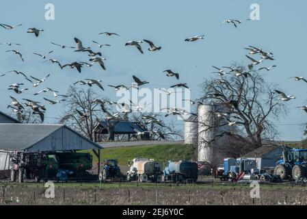 Beflockende Schneegänse (Anser caerulescens) fliegen über einen Bauernhof und Traktoren. Die Vögel koexistieren mit der menschlichen Entwicklung auf Ackerland. Stockfoto