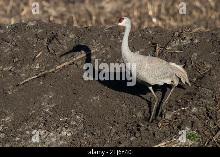 Ein Sandhügelkran (Antigone canadensis) & sein Schatten im Cosumnes River Preserve in Nordkalifornien. Stockfoto