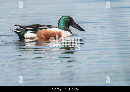 Eine nördliche Schaufelente (Spatula clypeata) im Sumpfgebiet am Cosumnes River Preserve im Sacramento Valley in Kalifornien. Stockfoto