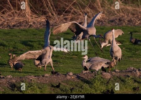 Sandhill Kraniche (Antigone canadensis) springen herum und kämpfen sich im Cosumnes River Preserve in Zentralkalifornien. Stockfoto