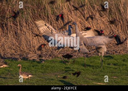 Sandhill Kraniche (Antigone canadensis) springen herum und kämpfen sich im Cosumnes River Preserve in Zentralkalifornien. Stockfoto