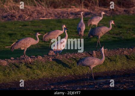 Eine Herde wandernder Sandhügelkrane (Antigone canadensis) im Cosumnes River Preserve in der Sacramento Region von Kalifornien. Stockfoto