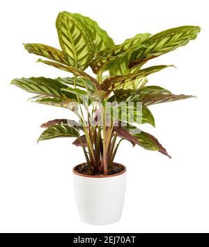 Bunte ornamentale dreifarbige Calathea maranta Pflanze in einem weißen Blumentopf Isoliert auf weiß in einer Nahaufnahme Seitenansicht mit Copyspace Stockfoto