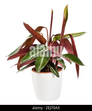 Calathea triostar Topfpflanze, die das Curling oder Rolling up zeigt Von den ornamentalen, bunten Blättern, die typisch für Gebetspflanzen sind Eine Nahaufnahme der Seitenansicht ist Stockfoto