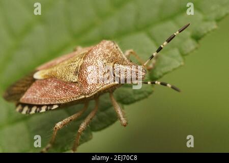 Nahaufnahme des haarigen Schildbugs, Dolycoris baccarum im Garten auf einem grünen Blatt Stockfoto