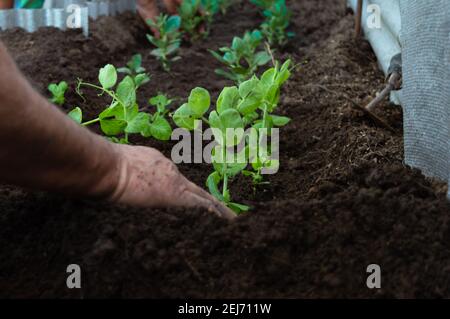 Hände von Frau und Mann Pflanzen in Bio-Garten Stockfoto