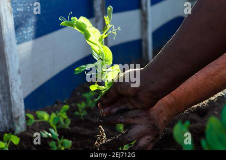 Hände von Frau und Mann Pflanzen in Bio-Garten Stockfoto