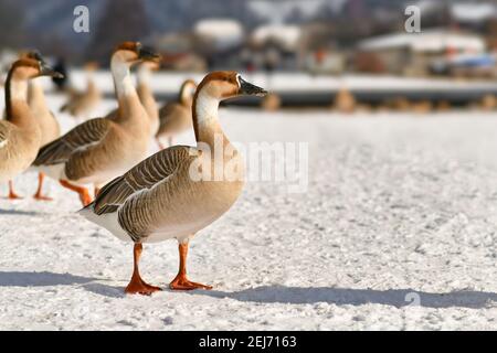 Schwan schwänelt Schnee am Neckar in Heidelberg. Ursprünglich Zugvögel, die im kalten europäischen Wetter blieben Stockfoto