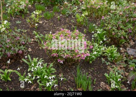 Winter blühende rosa Hybrid-Fastenrose oder Hellebore Pflanze (Helleborus x hybridus) Wächst in einer krautigen Grenze mit Schneeglöckchen in einem Waldland Garten Stockfoto