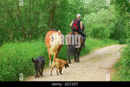 Eine kaukasische Frau, zwei Pferde und zwei Hunde gehen auf der Landstraße, hinter Sicht. Stockfoto
