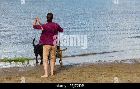 Kaukasische Frau spielt mit ihren Hunden in der Nähe des Wassers, Rückansicht. Weibliche Besitzerin wirft einen Holzstock für ihre beiden Haustiere im Freien. Stockfoto