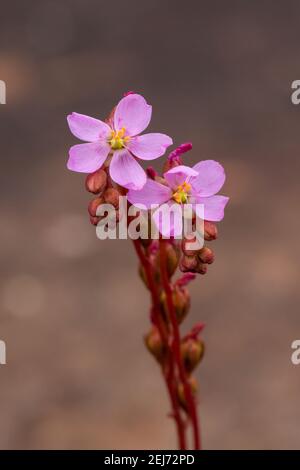 Makroaufnahme der rosa Blüten der Drosera latifolia, einer fleischfressenden Pflanze, aufgenommen in einem natürlichen Lebensraum in der Nähe von Dimanatina in Minas Gerais, Brasilien Stockfoto