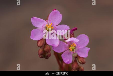 Nahaufnahme der rosa Blume von Drosera latifolia, aufgenommen in einem natürlichen Lebensraum in der Nähe von Diamantina in Minas Gerais, Brasilien Stockfoto