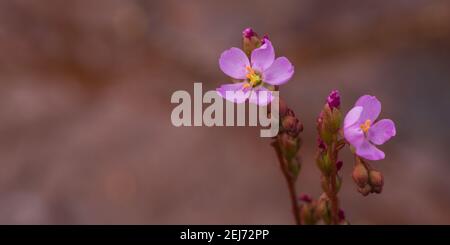 Nahaufnahme der rosa Blume der Drosera latifolia, aufgenommen in einem natürlichen Lebensraum in der Nähe von Diamantina in Minas Gerais, Brasilien mit Copypace Stockfoto