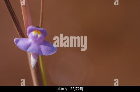 Einzelblüte von Utricularia tricolor, einem fleischfressenden Blaskraut, aufgenommen in natürlichem Lebensraum in der Nähe von Diamantina in Minas Gerais, Brasilien mit Copyspace Stockfoto