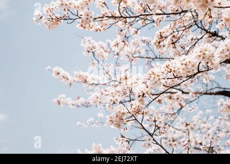 Kirschblüten unter blauem Himmel Stockfoto