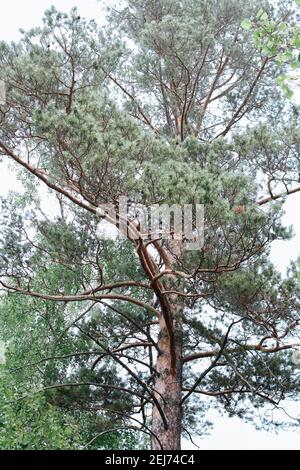 Blick auf die Krone einer großen Kiefer. Die Zweige eines riesigen Baumes. Stockfoto