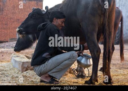 TIKAMGARH, MADHYA PRADESH, INDIEN - 17. FEBRUAR 2021: Milchmann melkt seinen Buffalo. Stockfoto