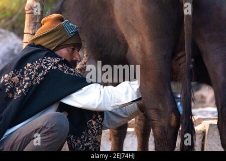 TIKAMGARH, MADHYA PRADESH, INDIEN - 17. FEBRUAR 2021: Milchmann melkt seinen Buffalo. Stockfoto