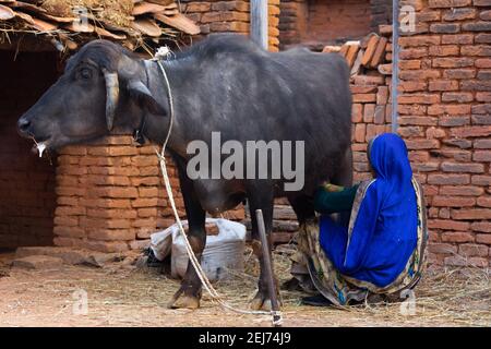 TIKAMGARH, MADHYA PRADESH, INDIEN - 17. FEBRUAR 2021: Indische Frau, die Büffel melkt. Stockfoto