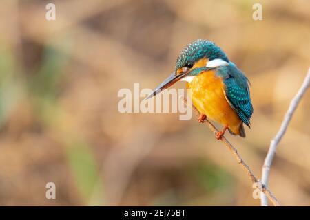 Gewöhnlicher Eisvogel, der auf einem Barsch in die Ferne blickt Stockfoto