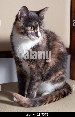 Porträt einer gefleckten Katze, die auf einem Stuhl sitzt, ein dreifarbiges streunendes Kätzchen drinnen. Flauschiges Haustier mit grauem und weißem Fell Stockfoto