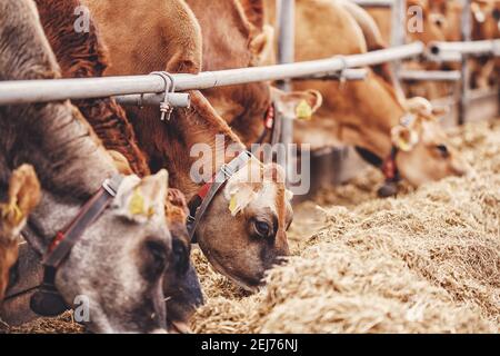 Milchviehindustrie. Rote Jersey Kühe stehen im Stall und fressen Heu. Stockfoto