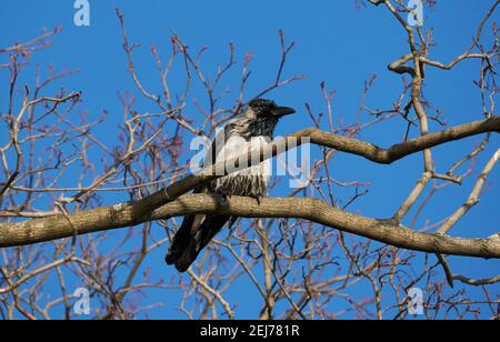 Krähe auf einem Baum. Wald Stockfoto