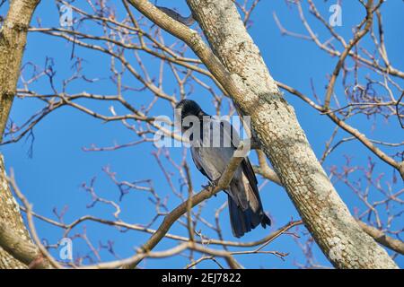 Krähe auf einem Baum. Wald Stockfoto