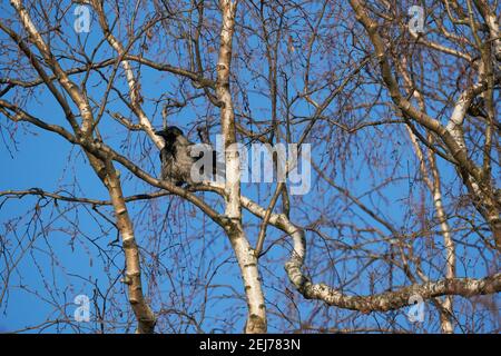 Krähe auf einem Baum. Wald Stockfoto