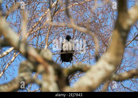 Krähe auf einem Baum. Wald Stockfoto