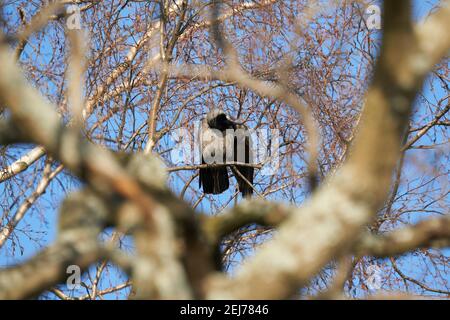 Krähe auf einem Baum. Wald Stockfoto