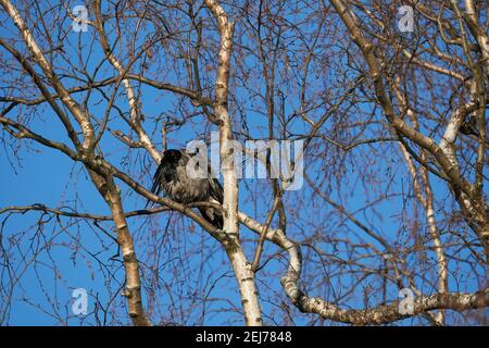 Krähe auf einem Baum. Wald Stockfoto