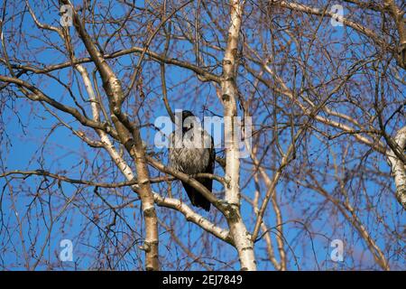 Krähe auf einem Baum. Wald Stockfoto