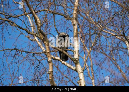 Krähe auf einem Baum. Wald Stockfoto