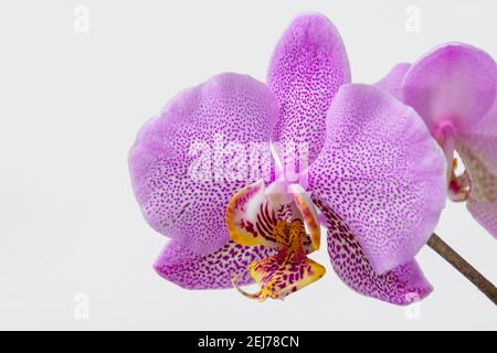 Tropische rosa Orchidee Phalaenopsis Philadelphia auf weiß-grauem Hintergrund Stockfoto