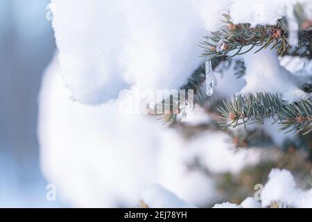 Eiszapfen, die an einem Ast eines immergrünen Baumes hängen. Winter Natur Hintergrund. Hochwertige Fotos Stockfoto