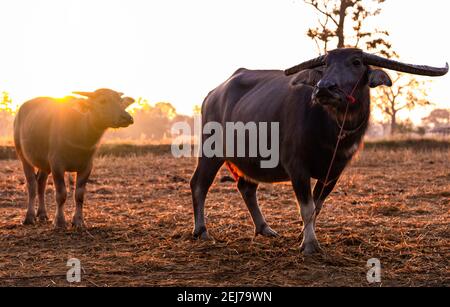 Sumpfbüffel auf einem geernteten Reisfeld in Thailand. Büffelmutter und Sohn stehen morgens bei Sonnenlicht auf der Reisfarm. Hauswasserbüffel. Stockfoto