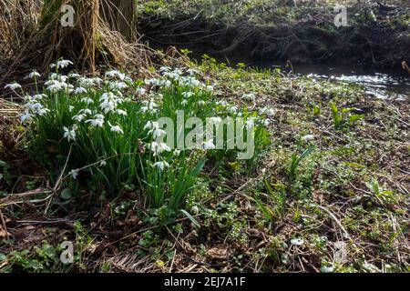 Wilder Schneeglöckchen, Galanthus nivalis, Flordon Common Stockfoto